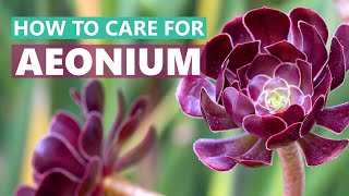 BEST TIPS HOW TO CARE FOR AEONIUM SUCCULENT PLANTS [upl. by Stickney866]