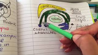 location of mammillary body fornix and corpus callosum [upl. by Laryssa]