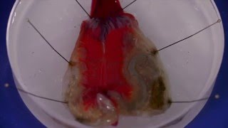 How to dissect a solitary ascidian [upl. by Runstadler]