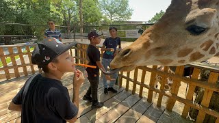 ASI ALIMENTARON A LAS JIRAFAS 🦒LOS SOÑADORES 🚀 EN EL ZOOLÓGICO 🔥ponchuelas arce [upl. by Eekorehc202]