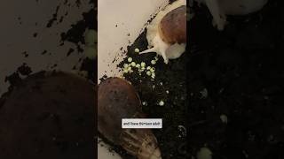 THEY LAID EGGS  Giant African Land Snails [upl. by Titos]