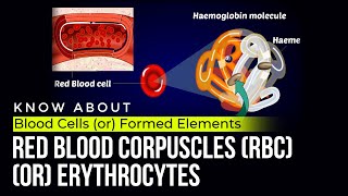 Red Blood Corpuscles RBC or Erythrocytes  Blood cells or formed elements [upl. by Apur]