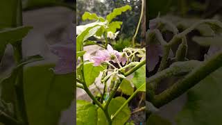 Starting blooming my trace garden brinjal tree❤️ [upl. by Belden]