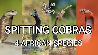 Deadly venomous spitting cobras best wild snake action Red Mozambique Blacknecked Ashes [upl. by Gabie]