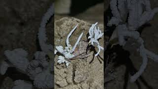 Rare Zombie Fungus Found In Moth Abandoned Mine  Ophiocordyceps unilateralis [upl. by Mintun497]