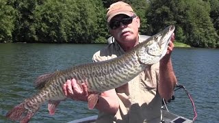 Fly Fishing for Tiger Muskie in Washington [upl. by Namie]