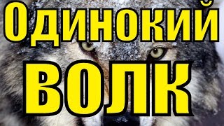 Песня шансон Одинокий волк Виталий Цаплин Блатной удар блатные песни [upl. by Norrehs14]