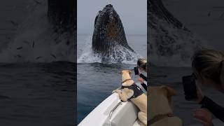 With My Dog Watching Amazing Humpback Whale Lunge Feed High Into The Air [upl. by Ardnola]