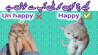 How to know your Persian cat or kitten is happy with you or not  UrduHindi  snow ki dunya [upl. by Dunc]