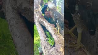 A man catch beauty parrots on a nest part 04 nightparrot superbparrot swiftparrot parrotlet [upl. by Eb]