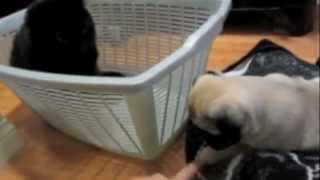 8 Week Old Pug Puppy Meet Raisin [upl. by Notsehc688]