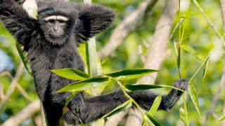 How Fast Can Gibbons Swing Through the Forest [upl. by Baruch]