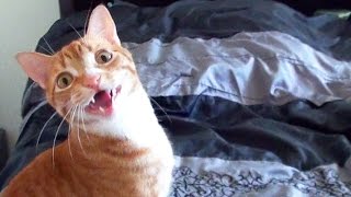 Funny Cats and Kittens Meowing Compilation [upl. by Mariko825]