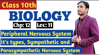 Peripheral Nervous System amp its types  Sympathetic amp Parasympathetic Nervous system 9th Lec 11 [upl. by Paresh]