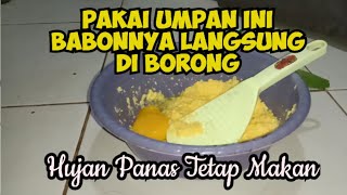 Umpan Special Ikan Mas Babon Tanpa Essen [upl. by Rehportsirhc]