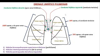 Drenaje linfático pulmonar [upl. by Eolande]