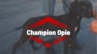 Champion Opie dogbreed dogtype apbt [upl. by Labaw]