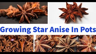 How To Grow Star Anise In Pots [upl. by Allekram713]