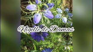 La Nigelle de Damas vertus bienfaits infusions [upl. by Lurette]