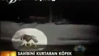 sahibinin hayatını kurtaran köpek [upl. by Ilonka]