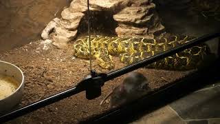 quotAriaquot the Puff Adder Live feeding [upl. by Asirac]