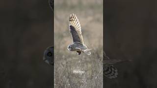 Shorteared Owl in flight with a prey Can’t tell if it is a Gopher Mole or Rat owl birdsofprey [upl. by Ised83]