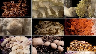 Growing Mushrooms Time Lapse Compilation [upl. by Queena482]