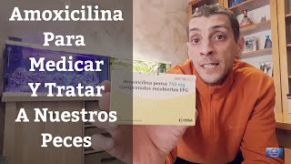 🔵 Amoxicilina En El Acuario Para Medicar Y Tratar Enfermedades De Peces Acuarios MB [upl. by Elleinnad]