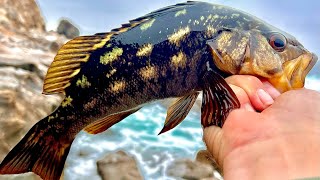 Catching Tons of Fish from the Shore in Palos Verdes  Multiple Species Caught  Shore Fishing in LA [upl. by Aihsekal]