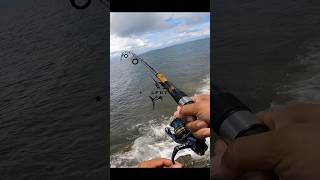 Sonido Shimano Ultegra Vs Kastking fishing charlaenvivodelapesca carpfishing music fish [upl. by Tjaden95]