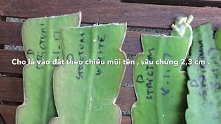 PROPAGATION ORCHID CACTUS FROM LEAVES  CÁCH TRỒNG NHẬT QUỲNH TỪ LÁ [upl. by Oly]