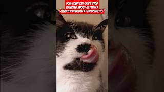 Pov McDonalds has possessed your cat😭😭😭 cat mcdonalds comedy roadto100k [upl. by Thomasina]