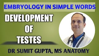 DEVELOPMENT OF TESTES  EMBRYOLOGY [upl. by Eldwon]