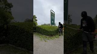 Hedge cut and tidyup  Before and After Wheelie enjoyed this one 😉 hedgetrimming gardening [upl. by Darnell659]