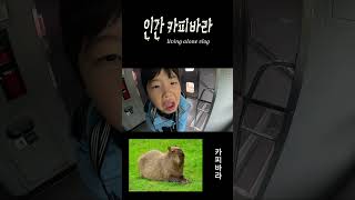 와 웃겨 죽겠다 인간 카피바라 capybara 카비바라 노래 카피바라 패러디 카피바라 capybara [upl. by Dorris]