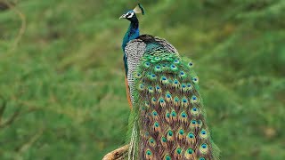 मोर का डांस peacock 🦚 dance 💃 roof birds the india pefowlpeacock sound and peacock flying peahen [upl. by Ahsoem]