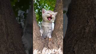 Cute Cats and cute kitten  Meow Meow 😺🥰😻cute shortvideo cats [upl. by Assiled664]