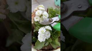 🌱Kalanchoe Flowers Cutting homegarding 🏡🧑‍🌾🥰ytshots viralshorts [upl. by Timms]