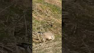 Northern Wheatear  Падкаменка звычайная birdenthusiast nature urbanbirding birdwatcher [upl. by Valsimot]