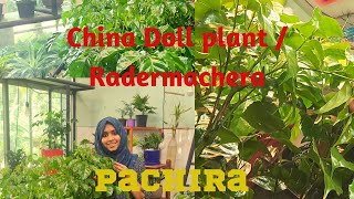 Chinadollpachira Radermachera sinicaindoorplants [upl. by Razaile547]