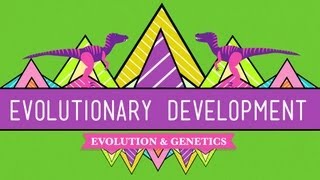 Evolutionary Development Chicken Teeth  Crash Course Biology 17 [upl. by Pokorny]