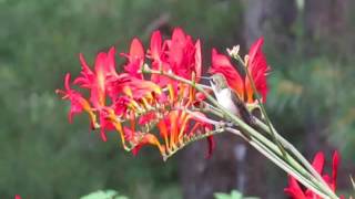 Ruby Throated Hummingbird on Crocosmia Lucifer [upl. by Cissiee700]