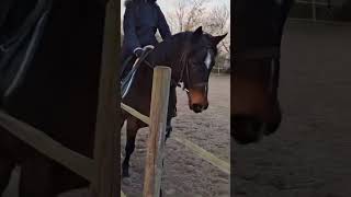 La séance dhier avec Unique 💕  unchevaldedream horse [upl. by Assital451]