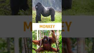 Monkeys fact in malayalam facts funfacts [upl. by Eleik]