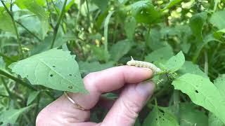 What to do with the infamous tomato hornworm Cute caterpillar puppy and beneficial moth nature [upl. by Sashenka]