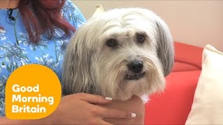 Ashleigh On Training Pudsey  Good Morning Britain [upl. by Offen]