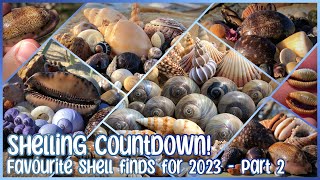 Shelling Countdown  Favourite Shell Finds of 2023  Part 2 [upl. by Skelton]