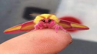 This Colorful Moth Might Just Be The World’s Most Beautiful Insect Prepare To Fall In Love [upl. by Chere14]