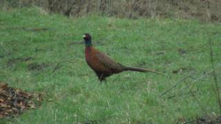 Common Pheasant Phasianus colchicus  Fasan [upl. by Allak]