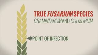 What is Fusarium ear blight and how does it affect your crop [upl. by Atterbury545]